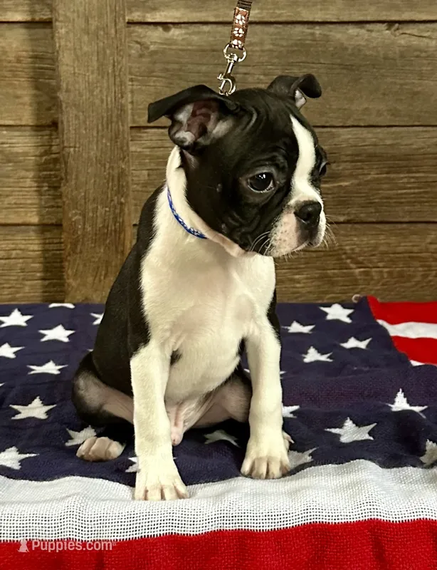 Thor – Boston Terrier puppy for sale in Montevideo, MN