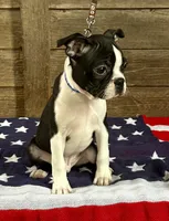 Thor, a male Boston Terrier for sale in Montevideo, MN – 1 of 5