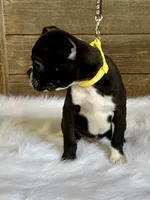 Dexter, a male Boston Terrier for sale in Montevideo, MN – 3 of 9