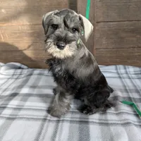 Holly Green collar, a male Miniature Schnauzer for sale in Montevideo, MN – Photo 7 of 9