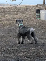 Holly Green collar, a male Miniature Schnauzer for sale in Montevideo, MN – Photo 3 of 9