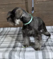 Holly Green collar, a male Miniature Schnauzer for sale in Montevideo, MN – Photo 6 of 9