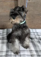 Holly Green collar, a male Miniature Schnauzer for sale in Montevideo, MN – Photo 5 of 9