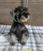 Holly Green collar, a male Miniature Schnauzer for sale in Montevideo, MN – Photo 4 of 9