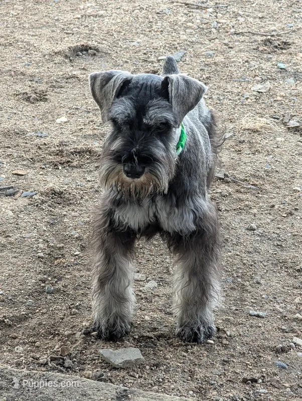 Holly Green collar – Miniature Schnauzer puppy for sale in Montevideo, MN