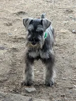 Holly Green collar, a male Miniature Schnauzer for sale in Montevideo, MN – Photo 1 of 9