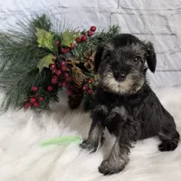 Holly Green collar, a male Miniature Schnauzer for sale in Montevideo, MN – Photo 9 of 9