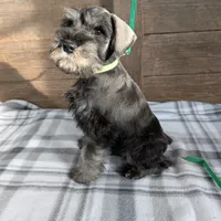 Holly Green collar, a male Miniature Schnauzer for sale in Montevideo, MN – Photo 8 of 9
