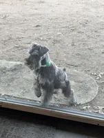 Holly Green collar, a male Miniature Schnauzer for sale in Montevideo, MN – Photo 2 of 9