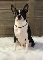Bryce, a male Boston Terrier for sale in Montevideo, MN – 7 of 8