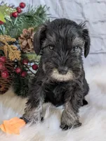 Holly Orange collar, a male Miniature Schnauzer for sale in Montevideo, MN – Photo 3 of 4