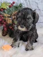 Holly Orange collar, a male Miniature Schnauzer for sale in Montevideo, MN – Photo 4 of 4