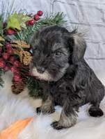 Holly Orange collar, a male Miniature Schnauzer for sale in Montevideo, MN – Photo 1 of 4