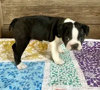 Chase, a male Boston Terrier for sale in Montevideo, MN – 3 of 7