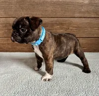 Harlin, a male Boston Terrier and French Bulldog for sale in Montevideo, MN – 8 of 9