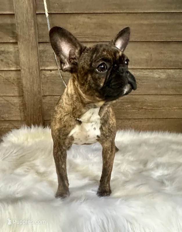 Jaxson  – Boston Terrier, French Bulldog puppy for sale in Montevideo, MN
