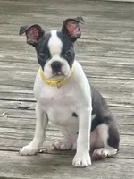 Tucker , a male Boston Terrier for sale in Montevideo, MN – 2 of 8