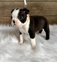 Cash, a male Boston Terrier for sale in Montevideo, MN – Photo 4 of 10