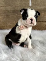 Cash, a male Boston Terrier for sale in Montevideo, MN – Photo 2 of 10