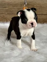 Cash, a male Boston Terrier for sale in Montevideo, MN – Photo 3 of 10