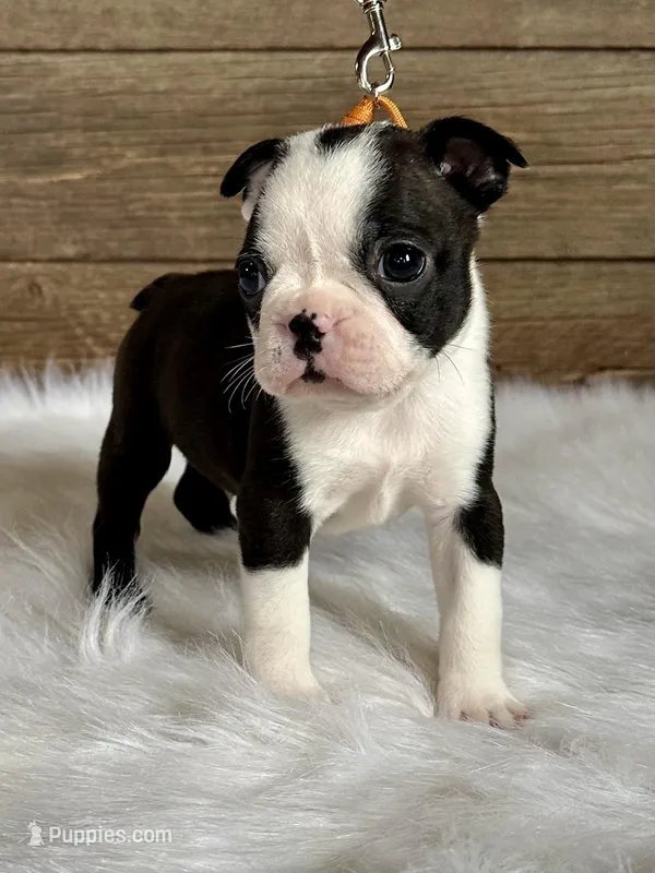 Cash – Boston Terrier puppy for sale in Montevideo, MN