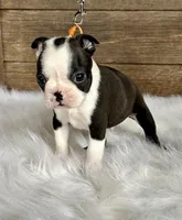 Cash, a male Boston Terrier for sale in Montevideo, MN – Photo 8 of 10