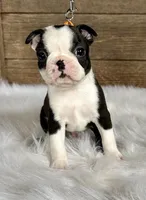 Cash, a male Boston Terrier for sale in Montevideo, MN – Photo 7 of 10