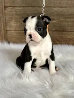 Cash, a male Boston Terrier for sale in Montevideo, MN – Photo 5 of 10