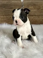 Cash, a male Boston Terrier for sale in Montevideo, MN – Photo 10 of 10