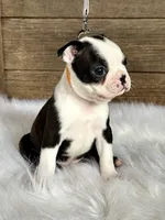 Cash, a male Boston Terrier for sale in Montevideo, MN – Photo 6 of 10