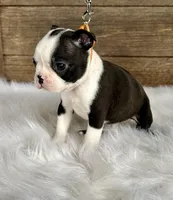 Cash, a male Boston Terrier for sale in Montevideo, MN – Photo 9 of 10