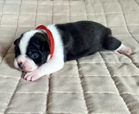 Rex, a male Boston Terrier for sale in Montevideo, MN – Photo 6 of 8