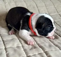 Rex, a male Boston Terrier for sale in Montevideo, MN – Photo 5 of 8