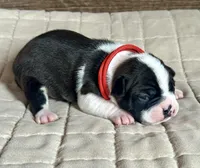 Rex, a male Boston Terrier for sale in Montevideo, MN – Photo 2 of 8