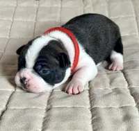 Rex, a male Boston Terrier for sale in Montevideo, MN – Photo 3 of 8