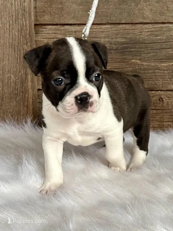 Rex – Boston Terrier puppy for sale in Montevideo, MN
