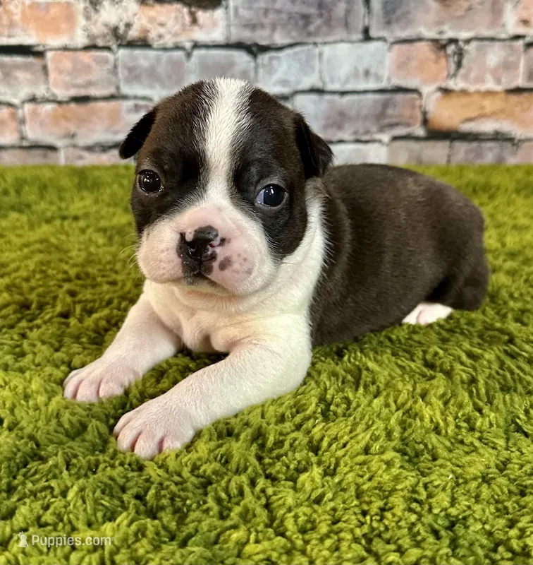 Rex – Boston Terrier puppy for sale in Montevideo, MN