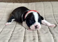 Rex, a male Boston Terrier for sale in Montevideo, MN – Photo 4 of 8