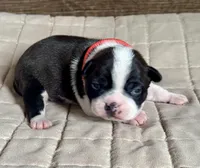 Rex, a male Boston Terrier for sale in Montevideo, MN – Photo 1 of 8