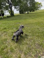 Diva F, a female Miniature Schnauzer for sale in Montevideo, MN – 7 of 9