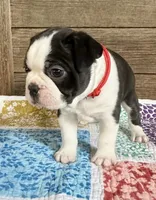 Bryce, a male Boston Terrier for sale in Montevideo, MN – 2 of 8