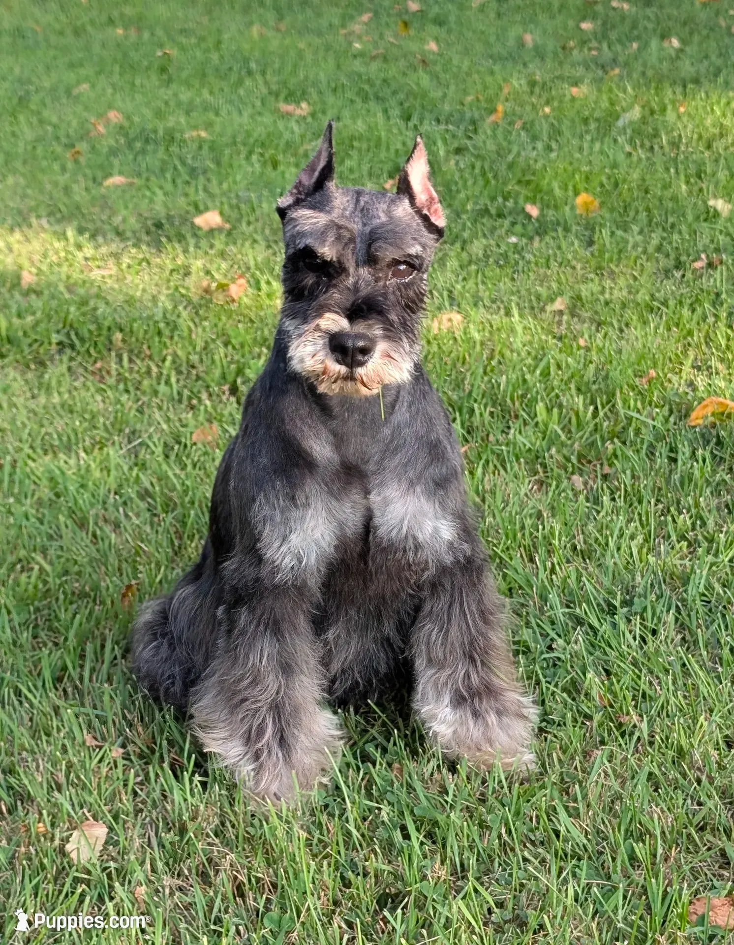 Maggie, a female Miniature Schnauzer for sale in Montevideo, MN – 7 of 10