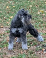 Maggie, a female Miniature Schnauzer for sale in Montevideo, MN – 2 of 10