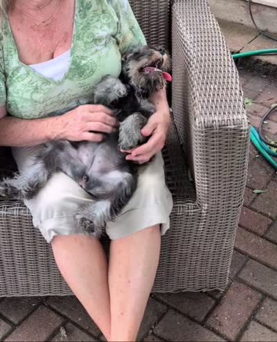 Diva F, a female Miniature Schnauzer for sale in Montevideo, MN – 9 of 9