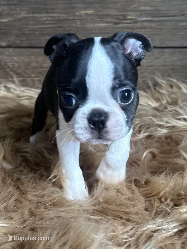 Porter – Boston Terrier puppy for sale in Montevideo, MN