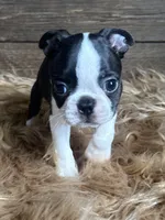 Porter, a male Boston Terrier for sale in Montevideo, MN – 1 of 8