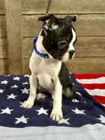 Thor, a male Boston Terrier for sale in Montevideo, MN – 2 of 5