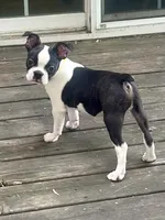 Tucker , a male Boston Terrier for sale in Montevideo, MN – 8 of 8