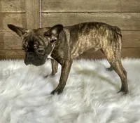 Tyson, a male Boston Terrier and French Bulldog for sale in Montevideo, MN – 5 of 5