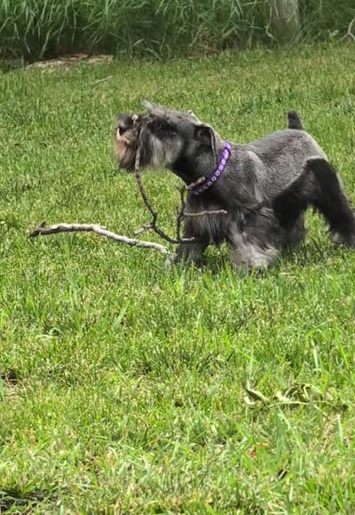 Diva F, a female Miniature Schnauzer for sale in Montevideo, MN – 8 of 9